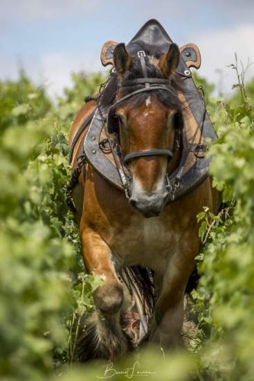 Cheval de trait équipé d’un harnais avançant entre les rangs de vigne, travail traditionnel dans le vignoble - Fayet Hospitality