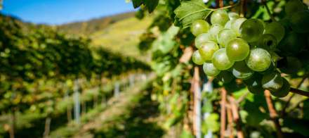 Grappe de raisins verts accrochée à une vigne en premier plan, rangées de vignes ensoleillées s’étendant dans un paysage vallonné, Fayet Hospitality.