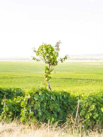 Jeune pied de vigne au premier plan dans un vignoble verdoyant sous ciel lumineux – Fayet Hospitality