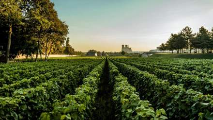 Vignoble verdoyant avec rangées de vignes parfaitement alignées, arbres en bordure et bâtiments historiques à l’horizon sous ciel clair – Fayet Hospitality