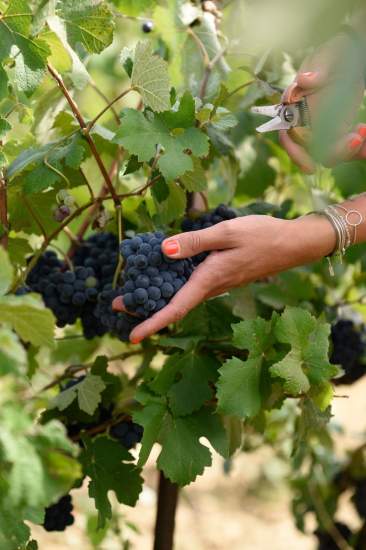 Main tenant une grappe de raisins noirs et un sécateur parmi des feuilles de vigne, vendange en cours, Fayet Hospitality.