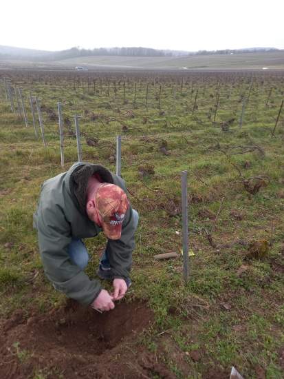 Personne en train de planter un pied de vigne dans un vignoble, sol travaillé et rangées de ceps visibles à perte de vue – Fayet Hospitality