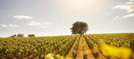 Vignoble ensoleillé avec rangées de vignes parfaitement alignées et grand arbre isolé à l’horizon sous ciel clair – Fayet Hospitality