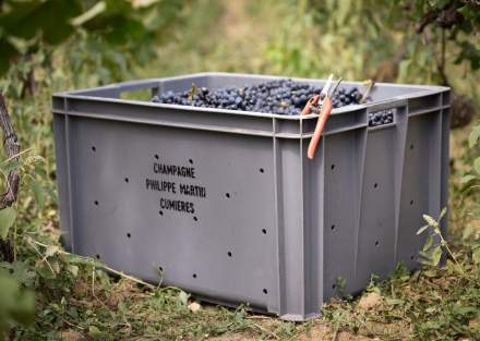 Caisse grise remplie de grappes de raisins noirs avec sécateur posé sur le bord, marquage Champagne Philippe Martin Cumières, Fayet Hospitality.