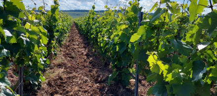 Rangées de vignes verdoyantes sous un ciel ensoleillé, paysage viticole authentique - Fayet Hospitality
