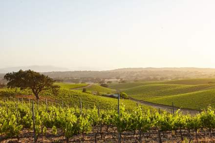 Vignobles vallonnés de la région Champagne baignés par une lumière dorée en fin de journée.