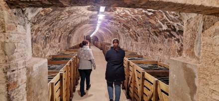 Visite d’une cave voûtée avec rangées de caisses en bois, atmosphère authentique – Fayet Hospitality