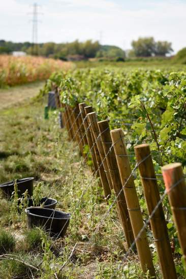 Rangée de vignes verdoyantes avec piquets en bois et fils de soutien, seaux noirs posés au sol dans un vignoble ensoleillé, Fayet Hospitality.