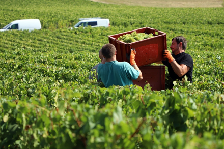 Vendangeurs portant une caisse remplie de grappes de raisin dans un vignoble verdoyant sous un ciel clair – Fayet Hospitality