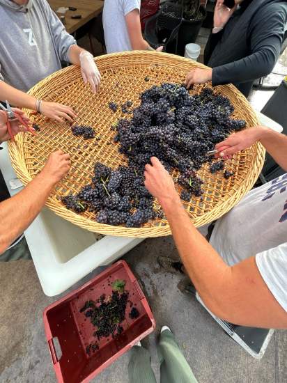 Tri manuel de grappes de raisin noir dans un grand panier en osier lors des vendanges, préparation artisanale - Fayet Hospitality