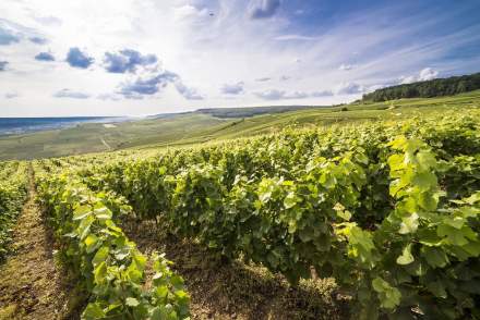 Vignes verdoyantes sous ciel bleu avec collines en arrière-plan, paysage viticole ensoleillé, Fayet Hospitality.