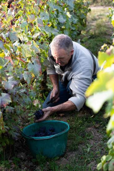 Vendangeur agenouillé entre rangs de vigne, déposant des grappes de raisin noir dans un seau vert – Fayet Hospitality