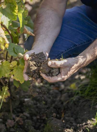 Personne qui tient de la terre d'un vignoble entre ses mains – Fayet Hospitality