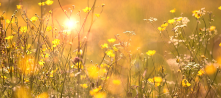 Champ baigné de lumière avec fleurs jaunes et blanches sous un soleil éclatant, ambiance naturelle et estivale – Fayet Hospitality