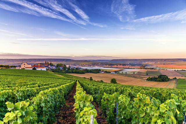 Vignobles de la région Champagne au lever du soleil, avec rangées de vignes verdoyantes et vue sur les paysages vallonnés.